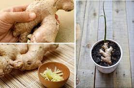 “Guida alla Coltivazione del Galanga a Casa”