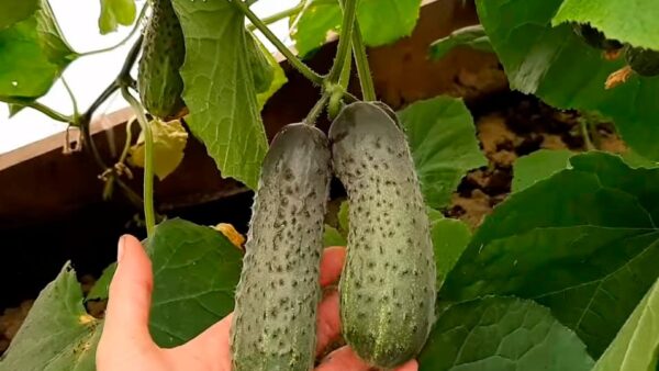 “Pianta i tuoi cetrioli a marzo e goditi una ricca raccolta a maggio! ECCO COME SI FA”