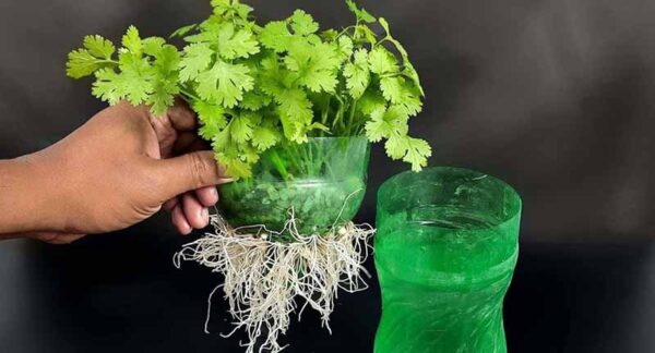 “Suggerimenti su Come Coltivare il Coriandolo”