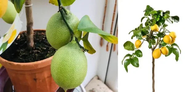 “Svelare i Segreti per Far Crescere il Tuo Albero di Limoni: Una Guida Completa”