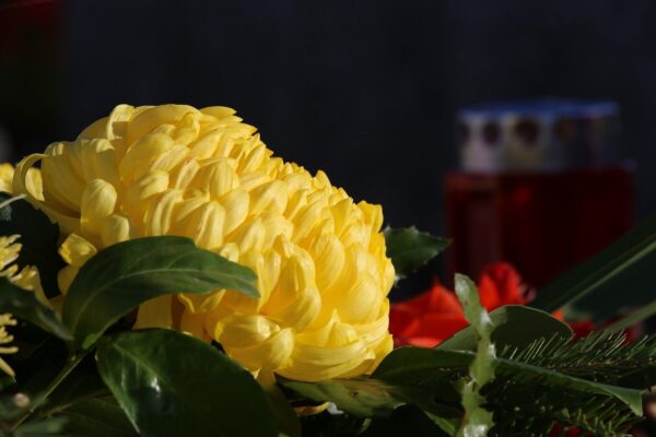 “They finiscono nei bidoni dell’immondizia: Come salvare i crisantemi dopo il 1 novembre?”