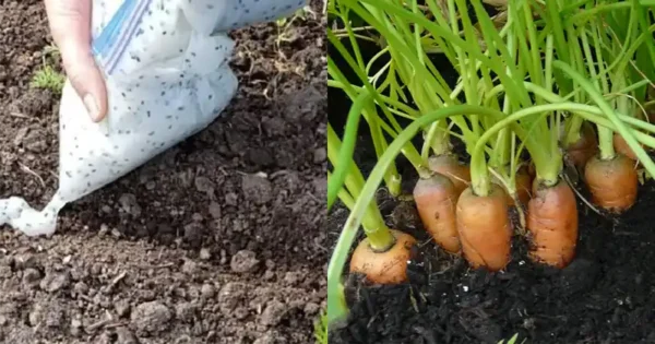 “Trucco Avanzato per la Coltivazione delle Carote”