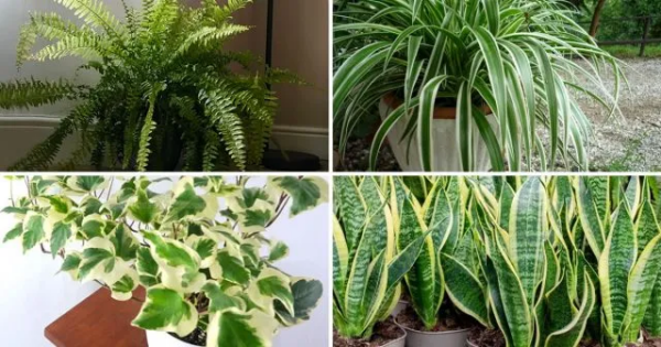 9 piante che ossigenano la casa ed eliminano i cattivi odori