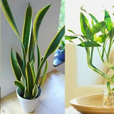 9 piante che portano energia positiva nella tua casa