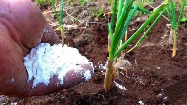 A giugno, concimate le cipolle con questo fertilizzante e al momento del raccolto saranno molto grandi!
