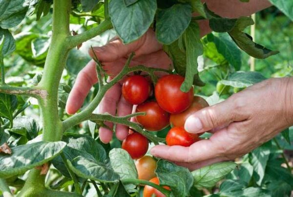 AGGIUNGI QUESTO NUTRIENTE PRIMA DI PIANTARE: RADDOPPIA SUBITO LA RESA DEL POMODORO