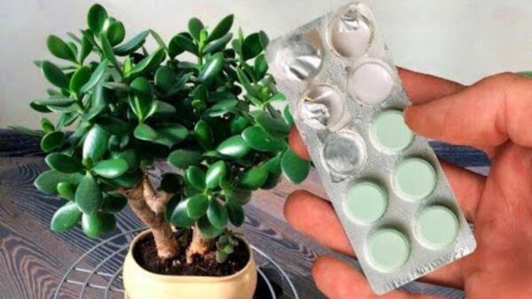 ALBERO DEI SOLDI, SE LO CURI CON QUESTO FIORIRÀ COSTANTEMENTE: LO FANNO IN POCHI