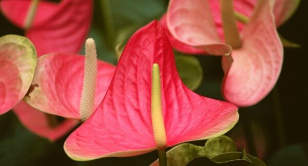 ANTHURIUM, BASTA 1 MISURINO PER FAR ESPLODERE FACILMENTE LA FIORITURA