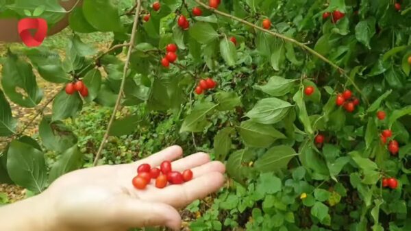 Abbassa lo zucchero nel sangue, aiuta con mal di gola, infiammazioni, immunità: una pianta miracolosa