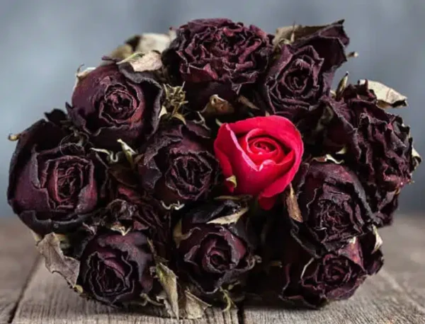 Abbiamo testato 7 consigli per mantenere le rose al loro meglio più a lungo e siamo tornati con un resoconto