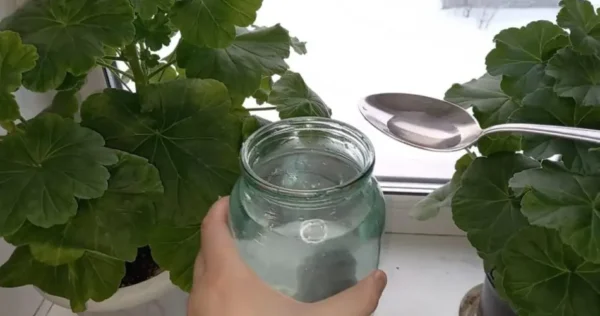 Abbondanti gerani in fiore se date loro una goccia di questo ingrediente ogni sera