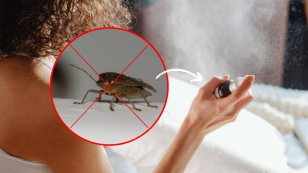 Addio alle cimici in casa, le odiano: il rimedio infallibile per tenerle lontane