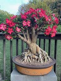 Adenium Bonsai: Coltivare l’arte della natura in miniatura