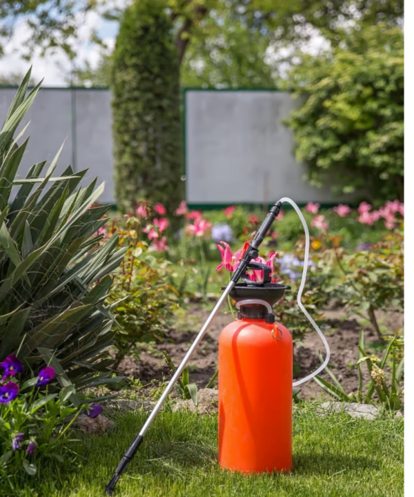 Aggiungete qualche goccia e spruzzate sui pomodori: nessun parassita o malattia li toccherà!