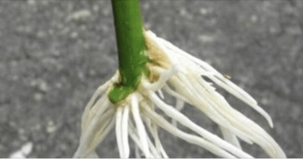 Aggiungi un cucchiaino a un litro d’acqua: grazie a questa soluzione, quasi ogni taglio può attecchire!