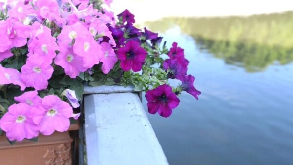 Aggiungo solo 1-2 compresse di carbone attivo: I miei fiori crescono immediatamente e sembra un giardino botanico.
