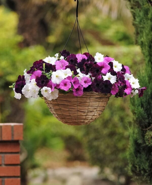 Aggiungo solo 1-2 compresse di carbone attivo: i miei fiori crescono immediatamente e mi sembra un giardino botanico.