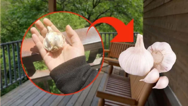 Aglio a spicchi: lasciatelo sul balcone in estate, potrebbe salvarvi