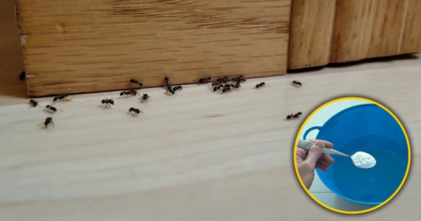 Ajoutez cet ingrédient lorsque vous nettoyez le sol pour alléger les lignes de coulis et vous débarrasser des fourmis