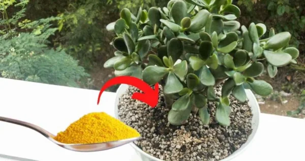 Albero di giada, con un solo cucchiaio di questo ingrediente fiorisce meravigliosamente