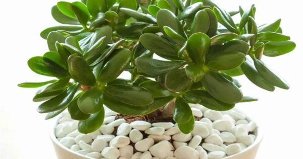 Albero di giada: ecco tutti i segreti su come prendersene cura e perché averlo