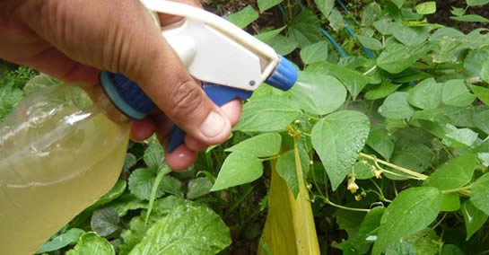 Alcol d’aglio: come preparare l’insetticida contro cocciniglie, afidi e altri insetti