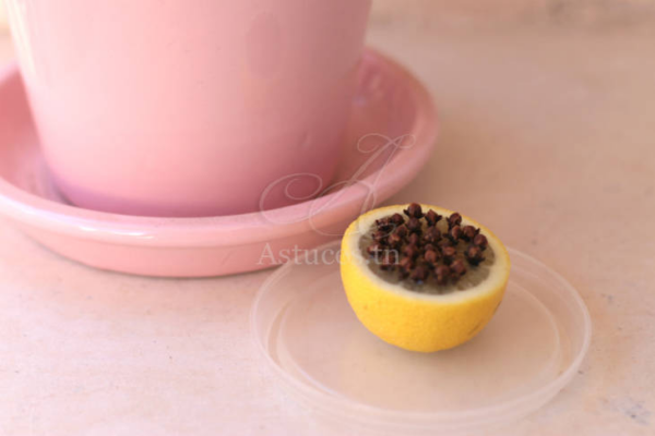 Allontana le zanzare dai vasi di fiori