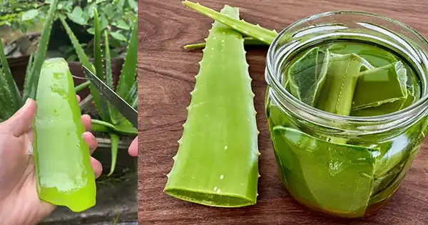 Aloe Vera: Proprietà antibatteriche e antimicotiche naturali per la salute e la cura della pelle