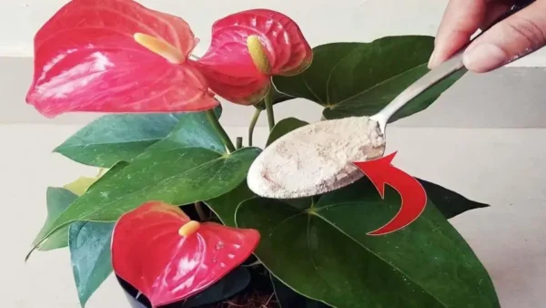 Anthurium: Basta una manciata per farlo fiorire come mai prima d’ora – dura per anni