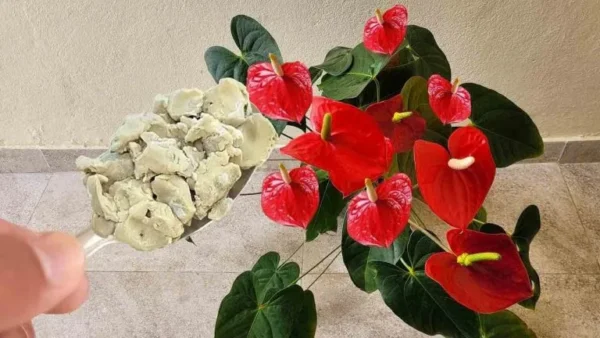 Anthurium, come avere un’esplosione di fiori: il vicinato vorrà conoscere il segreto