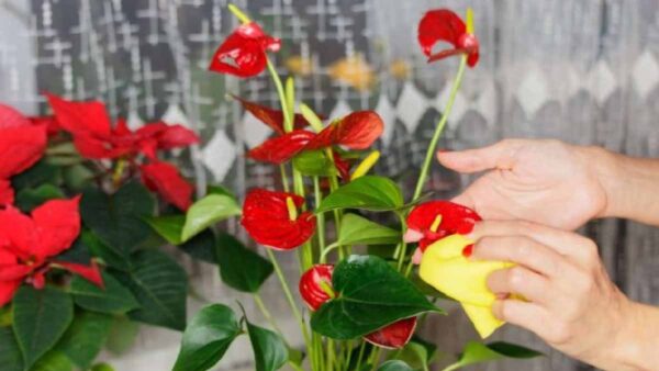 Anthurium molto fiorito: coltivalo in acqua per avere fiori per anni!