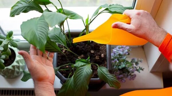 Aspirina, zucchero e caffè: tre fertilizzanti di cui le cameriere ti ringrazieranno in inverno