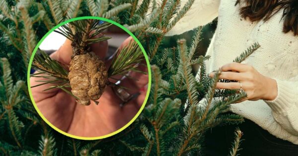 Attenzione agli alberi di Natale! Le conseguenze dell’acquisto di un tale albero saranno disastrose