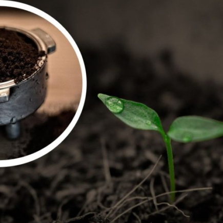 Attenzione al compost di caffè: come usarlo e su quali piante NON applicarlo