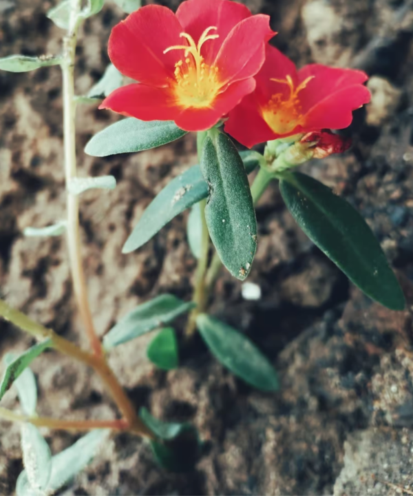 Avete questo fiore nel vostro giardino? Solo poche persone conoscono questo trucco per propagarlo!