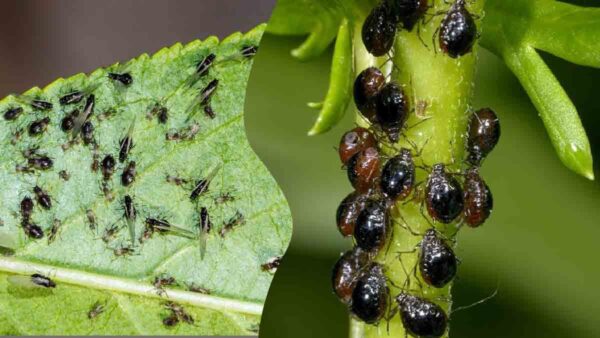 Avete sentito parlare di questo metodo davvero efficace per tenere lontani gli afidi dagli alberi da frutto?