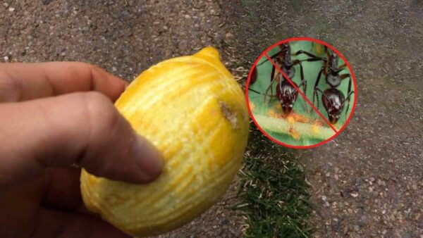 BASTA FORMICHE: 6 INFALLIBILI RIMEDI PER ANNIENTARLE SUBITO IN MANIERA NATURALE