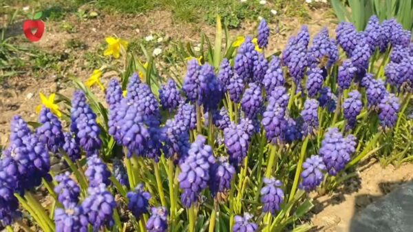 Banana: un’ancora di salvezza per le tue piante d’appartamento e da giardino