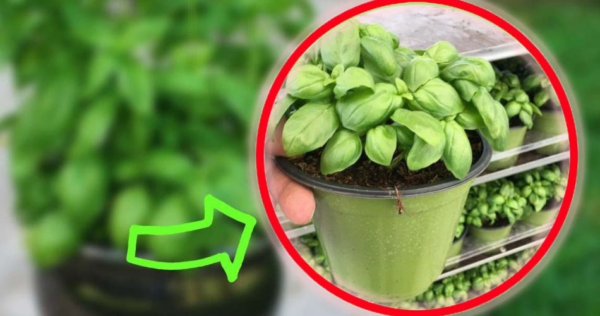 Basilico, il consiglio dei vivaisti per renderlo sempre rigoglioso e non farlo mai marcire | Fallo anche tu!