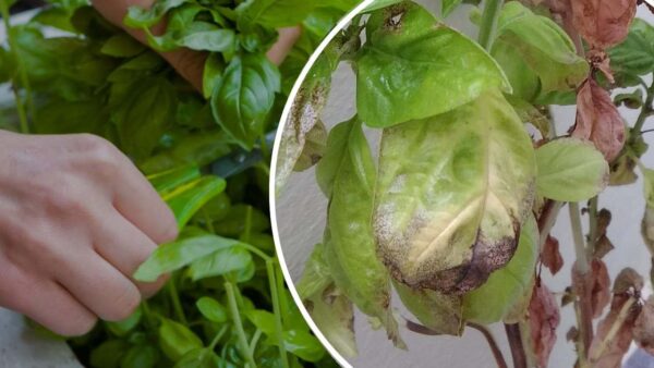 Basilico marcio, come recuperarlo in pochi minuti: il vecchio trucco