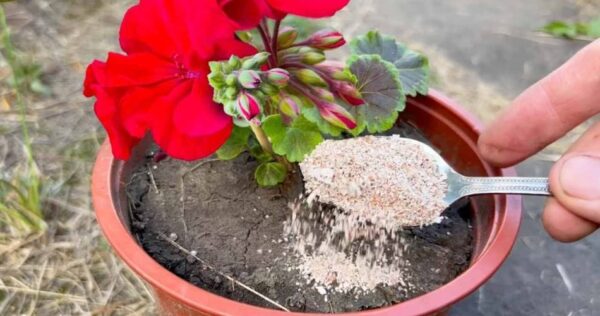 Basta aggiungerne una piccola quantità alle piante per farle fiorire in una sola settimana.