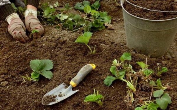 Basta con l’acquisto di piantine. Scoprite come propagare le fragole senza