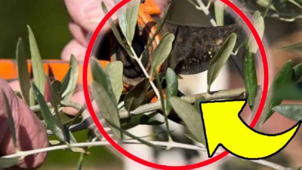 Basta un solo ramoscello d’ulivo per moltiplicarlo all’infinito! Il tutto senza spendere un centesimo!