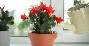 Basta versarlo in un vaso e non riconoscerai il tuo CACTUS DI NATALE: un’esplosione di fiori come non hai mai visto prima!