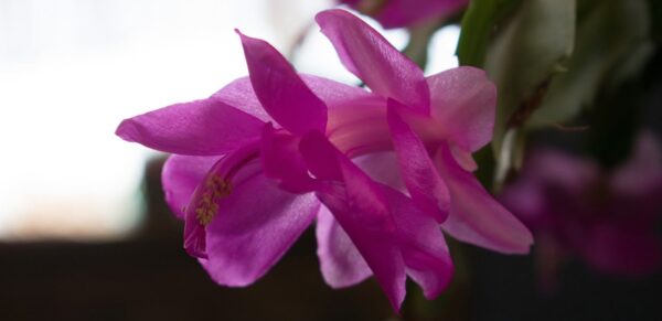 Basta versarlo in un vaso e non riconoscerete più il vostro CACTUS DI NATALE: un’esplosione di fiori come non l’avete mai vista!