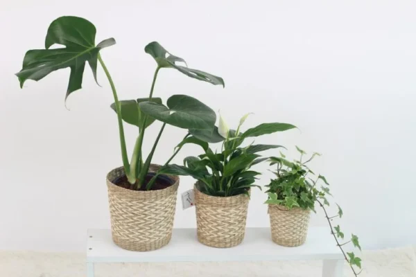 Bastano solo 3 cucchiai e lo zamioculcas produrrà MOLTE nuove foglie!