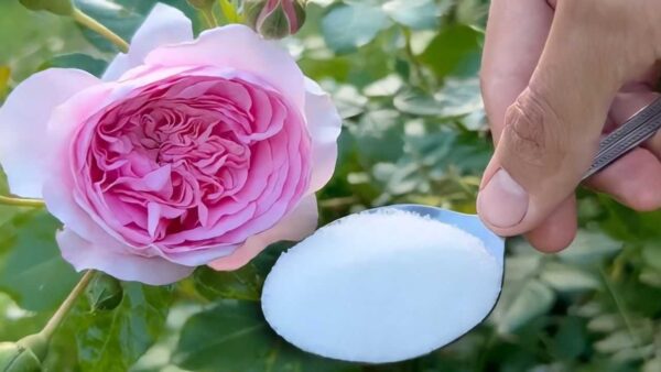 Basterà solo 1 cucchiaio per far fiorire costantemente le rose, i gerani e le ortensie