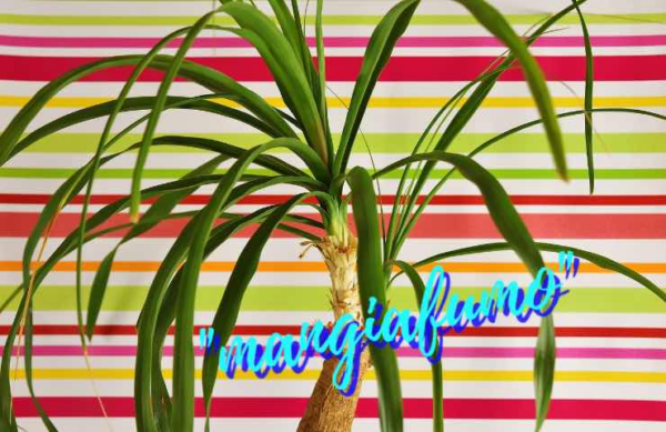 Beaucarnea: la pianta mangia il fumo