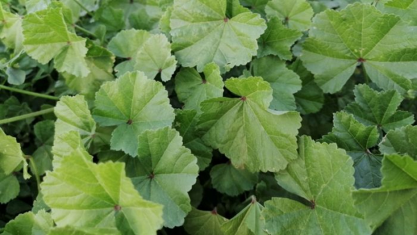 Benefici per la salute della malva a fiore piccolo: la cosa più importante da sapere