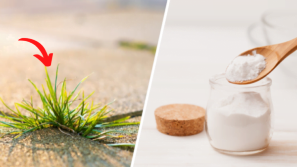 Bicarbonato di sodio: come usarlo come diserbante naturale ultraefficace?